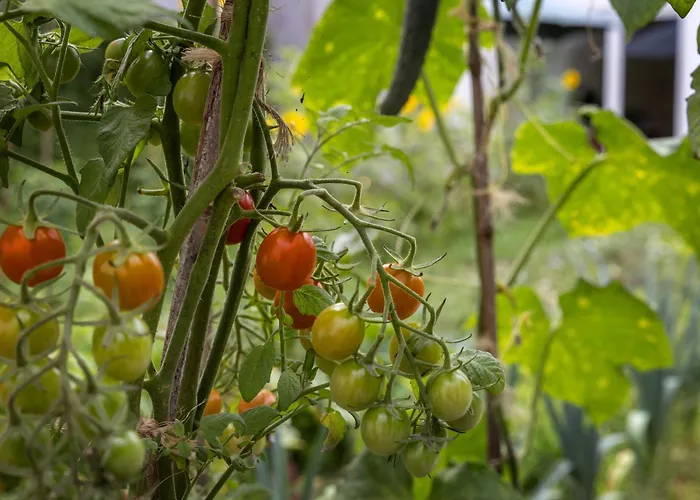 Quintal Organico 奥比多斯